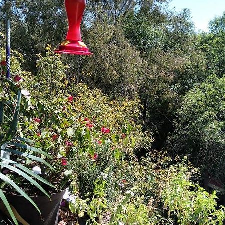 Charming Sunny Bedroom Overlooking Beautiful Amsterdam Avenue In Best Condesa Area メキシコシティ エクステリア 写真